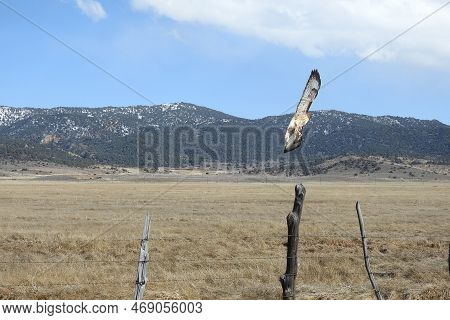A Red-tailed Hawk Lifting Off From A Wooden Fence Post That Is Attached To A Barbed-wire In The East
