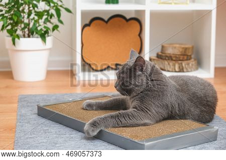 A Gray Cat Is Playing On Scratching Post. Cardboard Scratching Post. A Gray Cat Is Caressing On A Sc