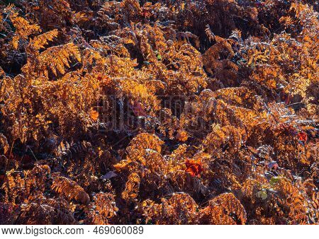 Frost Is On Dried Up Ferns On The Forest Floor, Hiawatha National Forest, Alger County, Michigan