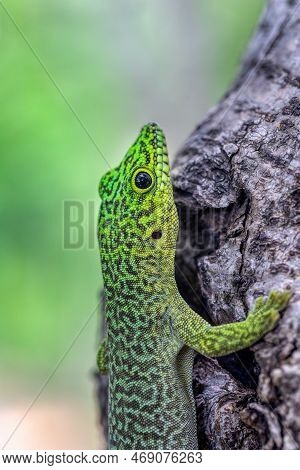 Standing's Day Gecko (phelsuma Standingi) Is An Arboreal And Diurnal Species Of Lizard In The Family