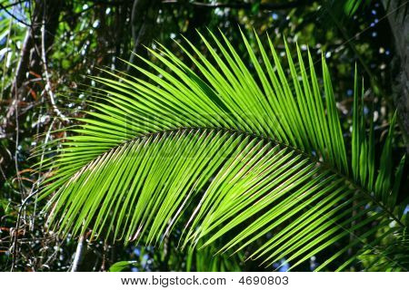 Rainforest paproci