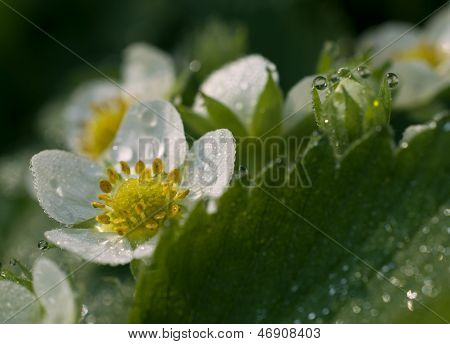 Strawberry Flowers With Dew Drops