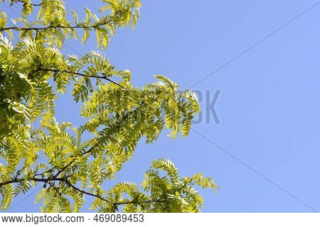 Thornless Honey Locust Branches Against Blue Sky In The Spring