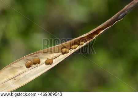 False Lupine Brown Open Seed Pod With Seeds