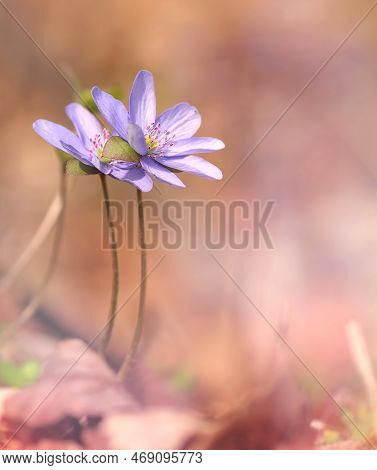 Spring Purple Flowers Hepatica In Closeup With Blur Background