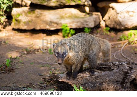 A Nosoha Animal In The Forest Is Looking For Food.