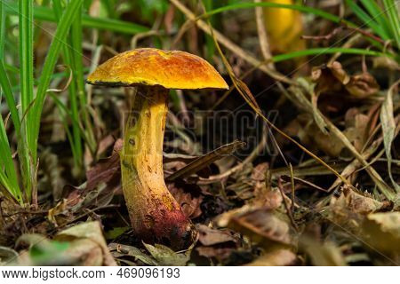 Suillellus Luridus, Formerly Boletus Luridus, Commonly Known As The Lurid Bolete With Forest Trees I