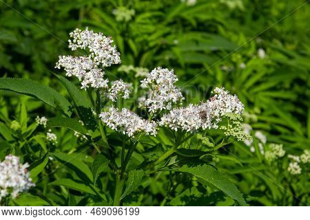 In The Wild, Elderberry Herbaceous Sambucus Ebulus Blooms In Summer.