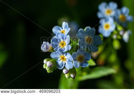 True Forget-me-not Or Water Forget-me-not Myosotis Scorpioides Flowering By The Lake. Buds And Blue 