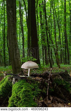 Volvariella Gloiocephala Is Alsno Known As Big Sheath Mushroom, Rose-gilled Grisette Or Stubble Rose