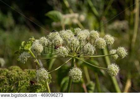 Heracleum Sosnowskyi On Blue Sky Background. All Parts Of Heracleum Sosnowskyi Contain The Intense T