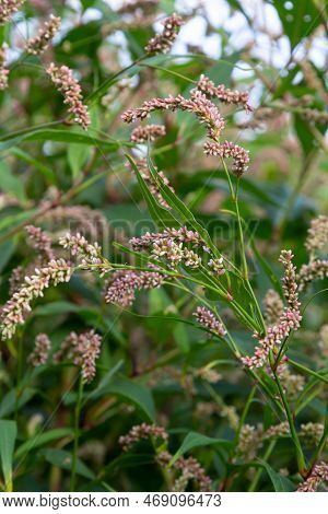 Persicaria Longiseta Is A Species Of Flowering Plant In The Knotweed Family Known By The Common Name