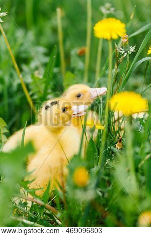 Ducklings Small Yellow Mulards In The Grass, Close-up.