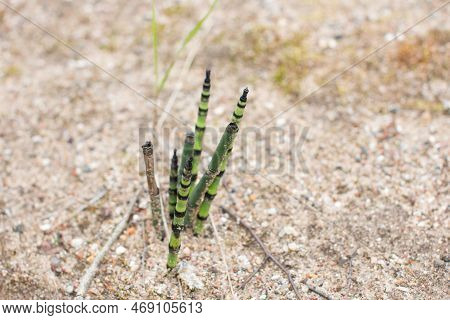 Equisetum Hyemale Horsetail, Reed, Snake Grass Growing In The Sand. Wild Plant