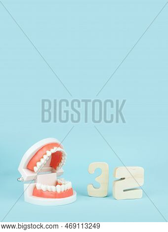False Teeth With Number Thirty-two. Artificial Jaw On Blue Background, Close-up. Dentoform, Dental T