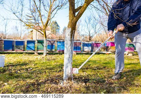 Farmer Use Brush, Whitewashing Fruit Trunk As Method Of Heat Protection Of Sun, Slows Down Vegetatio