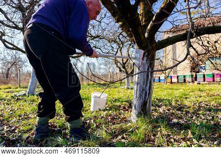 Farmer Use Brush, Whitewashing Fruit Trunk As Method Of Heat Protection Of Sun, Slows Down Vegetatio