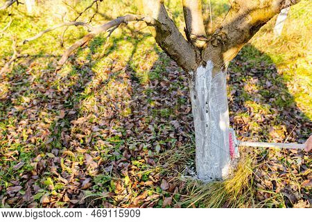 Farmer Use Brush, Whitewashing Fruit Trunk As Method Of Heat Protection Of Sun, Slows Down Vegetatio