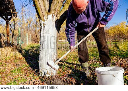 Farmer Use Brush, Whitewashing Fruit Trunk As Method Of Heat Protection Of Sun, Slows Down Vegetatio