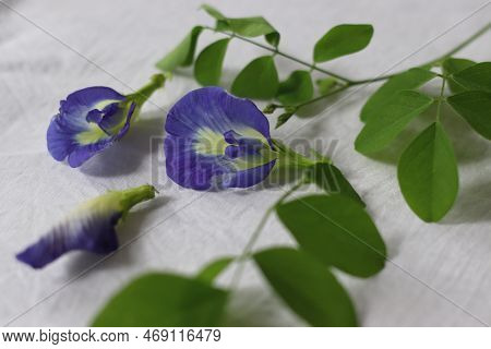 Butterfly Pea Flower. Flower Of Clitoria Ternatea Plant, Also Known As Asian Pigeonwings, Bluebellvi