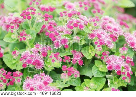Ageratum, Pink Ageratum, Pink Pot Plants In The Black Tray. Full Bloom