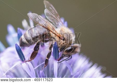 Natural Closeup On A Common Honey Bee Worked , Apis Melifera, Sitting In A Pink Flower In The Garden
