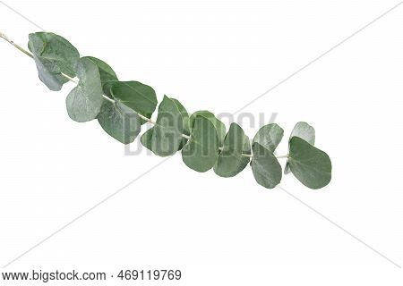 Wreath Frame Made Of Branches Eucalyptus And Leaves Isolated On White Background.