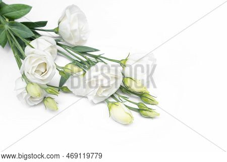 Branch White Flowers Isolated On White. Eustoma.