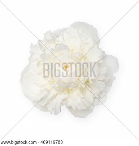 White Peony Flower Isolated On White Background.