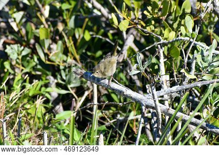 Female Yellowthroat Warbler In The Merritt Island Wildlife Refuge In Florida