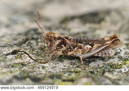 Detailed Closeup Of Jago's Grasshopperr, Dociostaurus Jagoi Sitting On A Stone