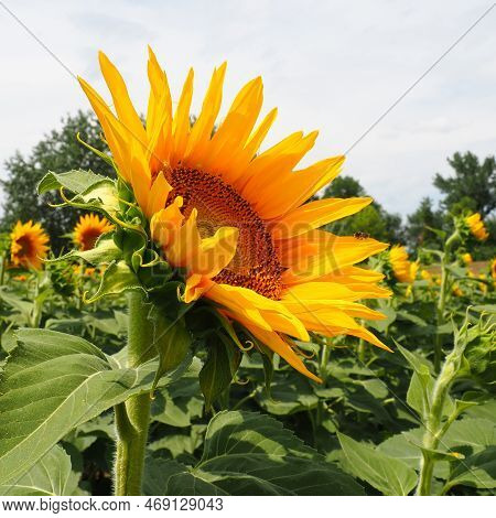 The Helianthus Sunflower Is A Genus Of Plants In The Asteraceae Family. Annual Sunflower And Tuberou