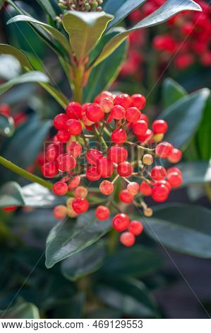 Red Berries Of Winter Blossoming Garden Plant, Evergreen Skimmia Japonica  Ornamental Plant