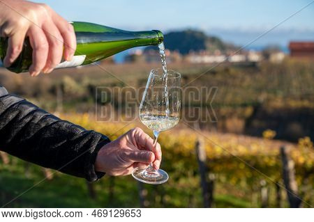 Pouring Of Txakoli Or Chacolí Slightly Sparkling Very Dry White Wine Produced In Spanish Basque Coun