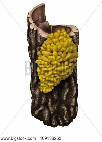 Watercolor Realistic Yellow Mushrooms. Mushrooms Growing On The Tree. Laetiporus Sulphureus Is A Spe