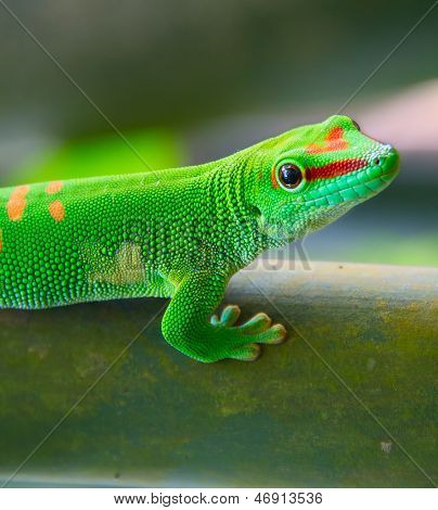 Geco verde sull'albero (zoo di Zurigo)