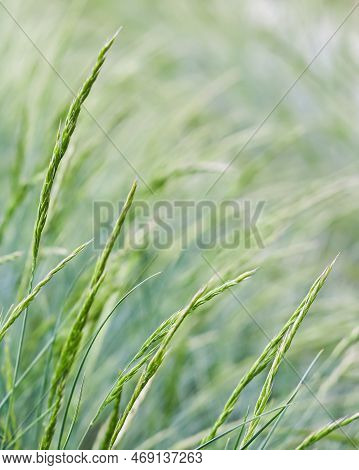 Background From Decorative Grass Blue Fescue. Spikelets Of Festuca Glauca