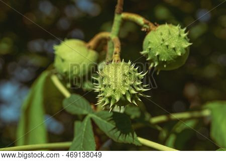 Plant Green Ripening Fruits Of Kashyan On Tree Branch On Sunny Summer Day