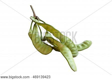 Bitter Bean, Twisted Cluster Bean, Stink Bean, Sato, Petai, Pakria Or Pakria Speciosa Hassk Is A Veg