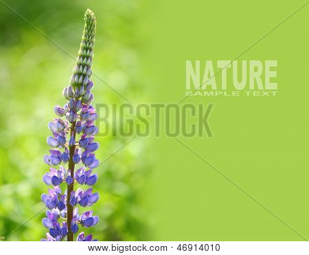 Den store endivie Lupin (Lupinus polyphyllus) er smukke sommerblomst med meget giftige (psychedeli