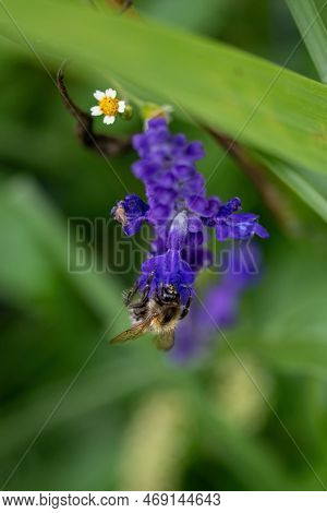 Bee On Lavender Flower, Shallow Depth Of Field