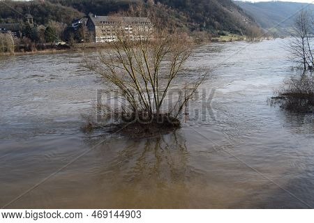 Tree And Driftwood Island In The Moselle Flood