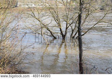 Tree And Driftwood Island In The Moselle Flood