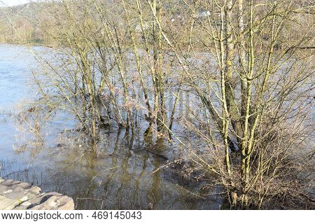 Tree And Driftwood Island In The Moselle Flood