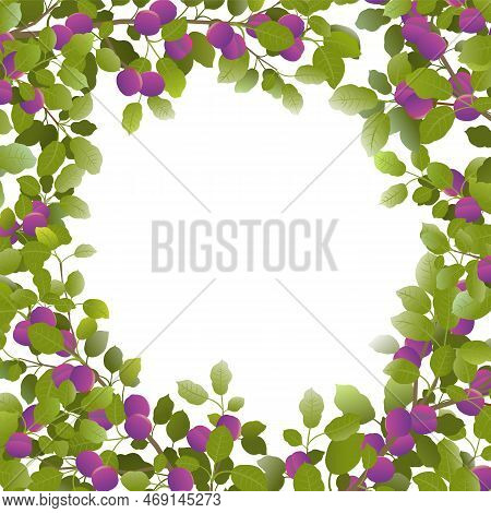 Tree Branches Plum With Ripe Fruits Frame In Form Of Circle. Isolated On White Background. Garden Pl
