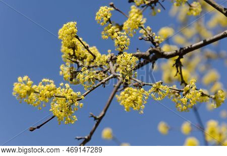 Close Up Of Branch Of Spring Yellow Flowers Of The Japanese Cornelian Cherry (cornelian Cherry, Euro