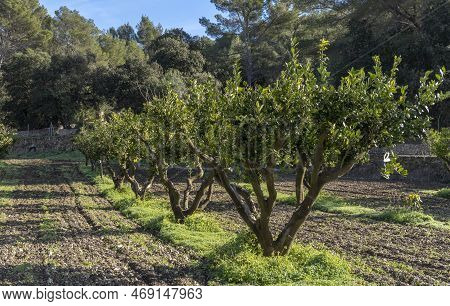 Rural Field Of Organic Lemon Trees, Citrus Limon, On A Sunny Morning. Island Of Mallorca, Spain