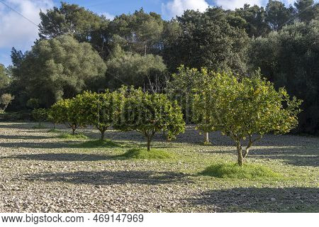 Rural Field Of Organic Lemon Trees, Citrus Limon, On A Sunny Morning. Island Of Mallorca, Spain