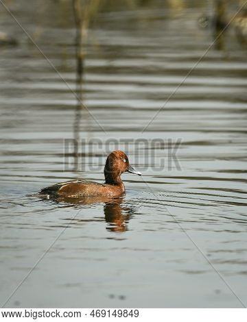 Aythya Nyroca Or Ferruginous Duck Or Ferruginous Pochard White Eyed Pochard Floating In Water During