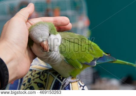 Close-up Of Friendly And Cute Monk Parakeet. Green Quaker Parrot And Hand. Woman Is Petting Parrot